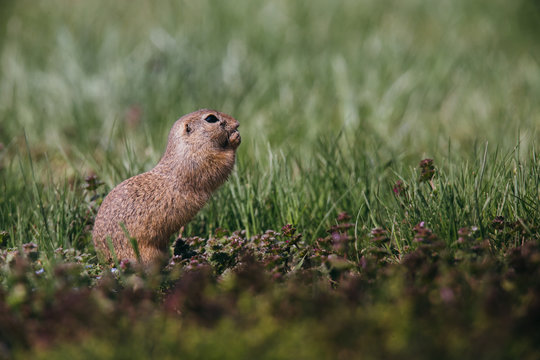 Ground squirrel in summer hiding in the garden. 