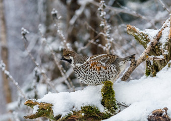  Grouse