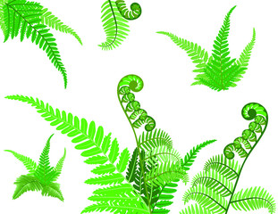Vector pattern with fern on the white background