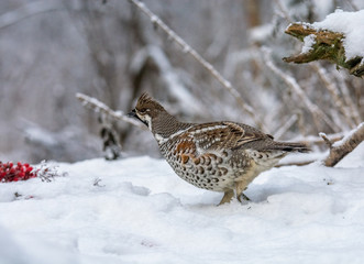  Grouse