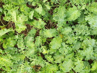 Fresh green curly leafy organic vegetables are called Curl leaf Kale (Dwarf Green Kale). The...