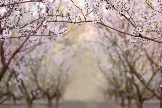 Art photo of a peach garden during spring bloom. Arch with branches of white flowers on top and rows of trees. Selective soft art focus.