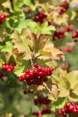 Obraz premium Branches of viburnum with ripe red berries
