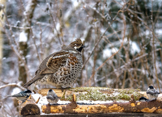  Grouse