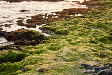 Seaweed on the rocks in the Caribbean