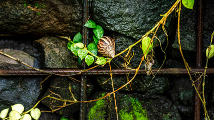Stone wall overgrown with greenery. Snail on a stone wall