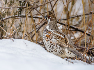  Grouse