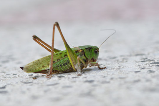 Warzenbei&szlig;er (Decticus verrucivorus) 