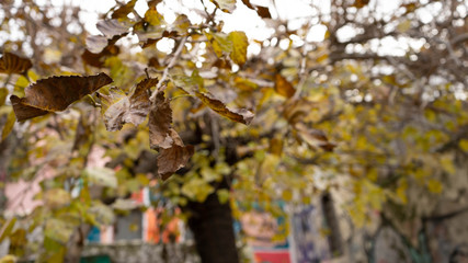 autumn leaves in the park