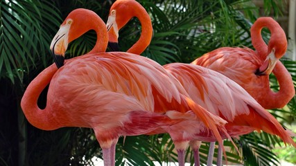 flamingo © b_veronika03