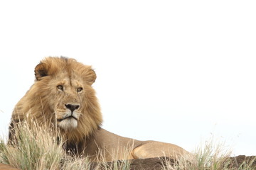 Male lion on white backdround, lion white background