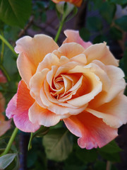 Kwiaty w ogrodzie - róża © Justyna W