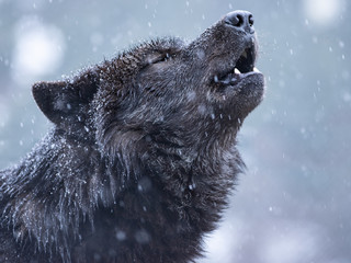 Huilende wolf in de winter tegen de achtergrond van het sneeuwen.