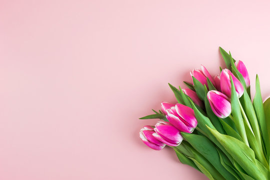 Pink tulip flower on blue wood table background with copy space for text. Love, International Women day, Mother day and Happy Valentine day concept
