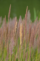 Wolliges Honiggras (Holcus lanatus