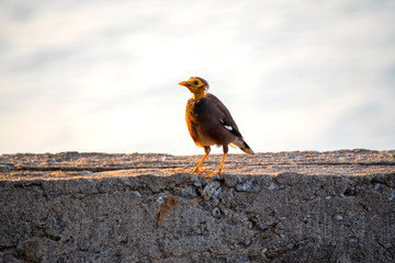 Common Myna who were looking for food in the ground in the morning, Thailand