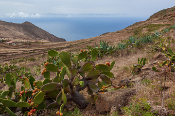 Field of cactus on the slope of the mountain range in Teno Country Park, Tenerife, Canary Islands, Spain