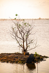 Trees that grow naturally in arid soils along the lake, Leave a waste for the environment