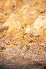 Trees that grow naturally in arid soils , Because of the changing nature's effect