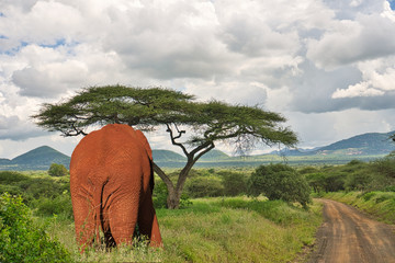  Elefanten im Nationalpark Tsavo Ost und Amboseli in Kenia