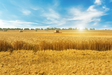 Beautiful countryside landscape .Combine harvester on a wheat field.