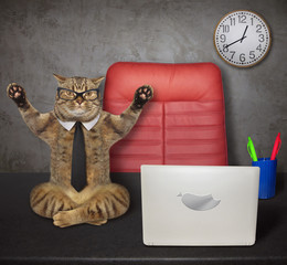 The beige cat office worker weared in a black tie and glasses is doing yoga exercise on his desk near a computer. White background. Isolated.
