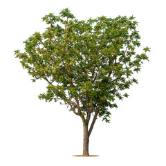 Big rain forest tree in high resolution on white background with clipping path.