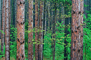 Spring landscape of pine forest with maple, Yankee Springs State Park, Michigan, USA