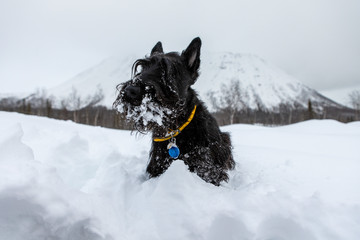 Young scottish terrier in a yellow collar is sitting in the snow on a background of mountains