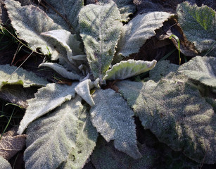 Netherlands. The landscape of the dunes in Zuid-Holland
