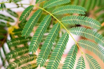Mimosa (Mimosa pudica) top-down composition. Decorative fern. Green leaves of young mimosa palm. Decorative blossom, green composition, soft focus. Green palm leaves. Close Up of the green plant.