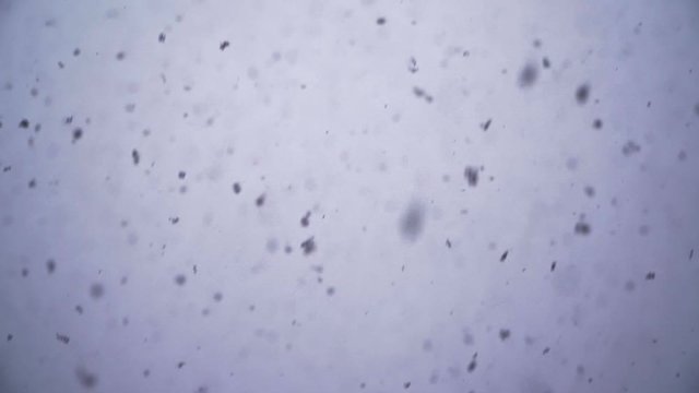 Close-up, slow motion. Fall from the sky, large flakes of snow. Winter weather. Cold. On a monophonic background