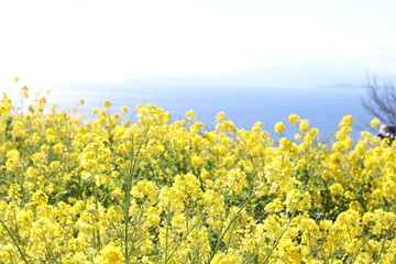 菜の花と海
