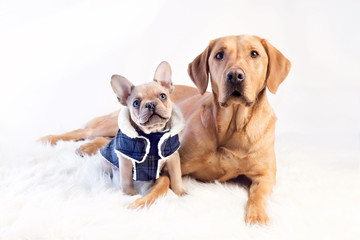 Frenchie and lab