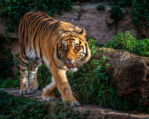 One Eyed Sumatran tiger (Panthera tigris sumatrae).