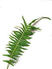 Green fern leaf