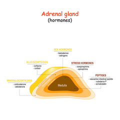 Hormones of adrenal gland