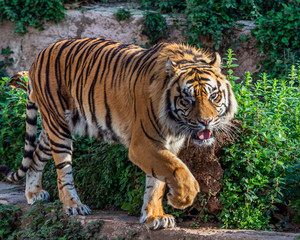 Fototapeta na wymiar One Eyed Sumatran tiger (Panthera tigris sumatrae).