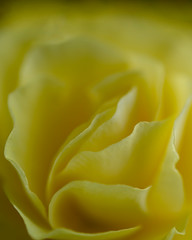 macro soft focus of yellow double begonia