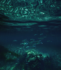 Beautiful underwater view with fish