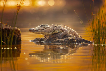 Mugger crocodile (Crocodylus palustris), also called marsh crocodile, broad-snouted crocodile and...