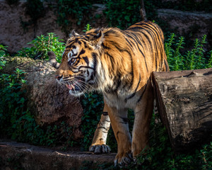 One Eyed Sumatran tiger (Panthera tigris sumatrae).