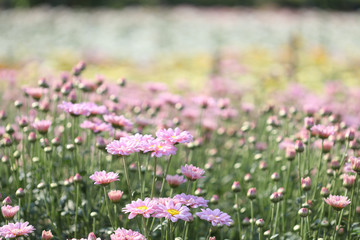 Obraz na płótnie Canvas Pink Chrysanthemum flower getting dry under morning sunlight at flower field