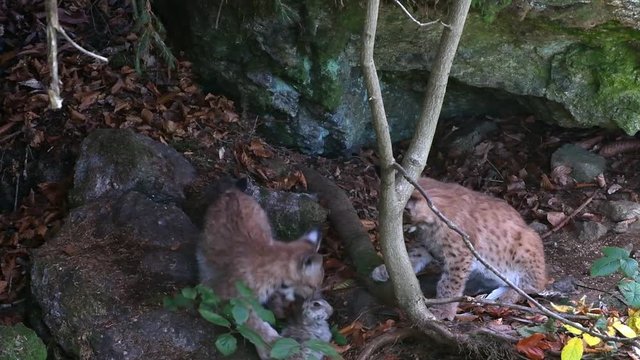 Two Eurasian lynx (Lynx lynx) kittens playing with dead rabbit prey in autumn forest