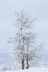 Heavy Snow in the Rockies