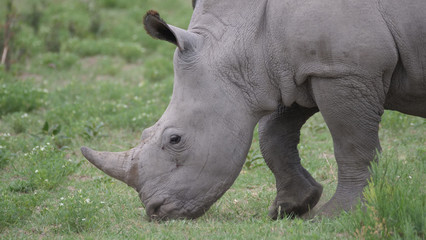 Rhino young grazing at Khama Rhino Sanctuary