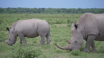 Obraz premium Rhino mother and young grazing