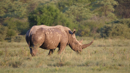 Fototapeta premium Muddy rhino on the savanna