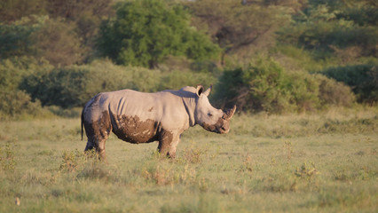 Muddy rhino young on the savanna