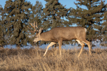 Obraz na płótnie Canvas Buck Mule Deer in Fall in Colorado
